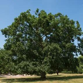 Oak English (Quercus robur) 3